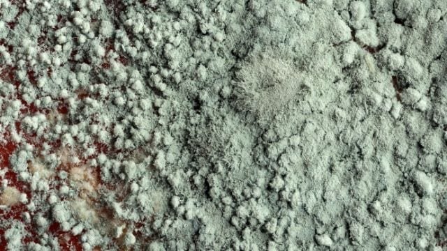 Mold Remediation in Jacksonville, Florida